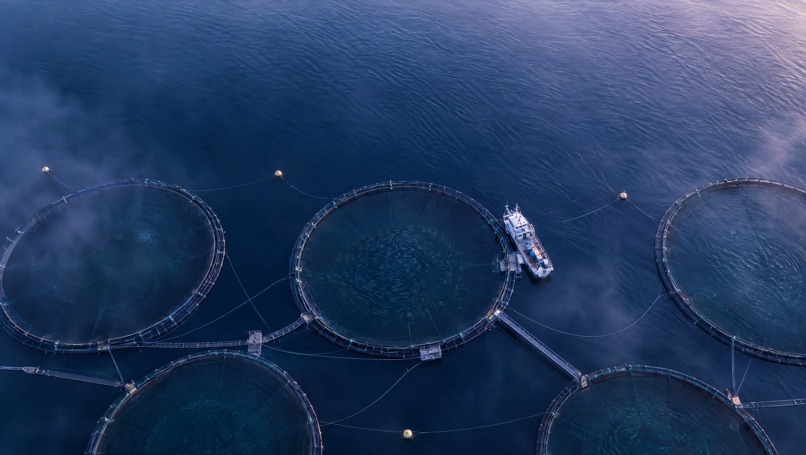 Aerial view of circular fish farm pens at dawn